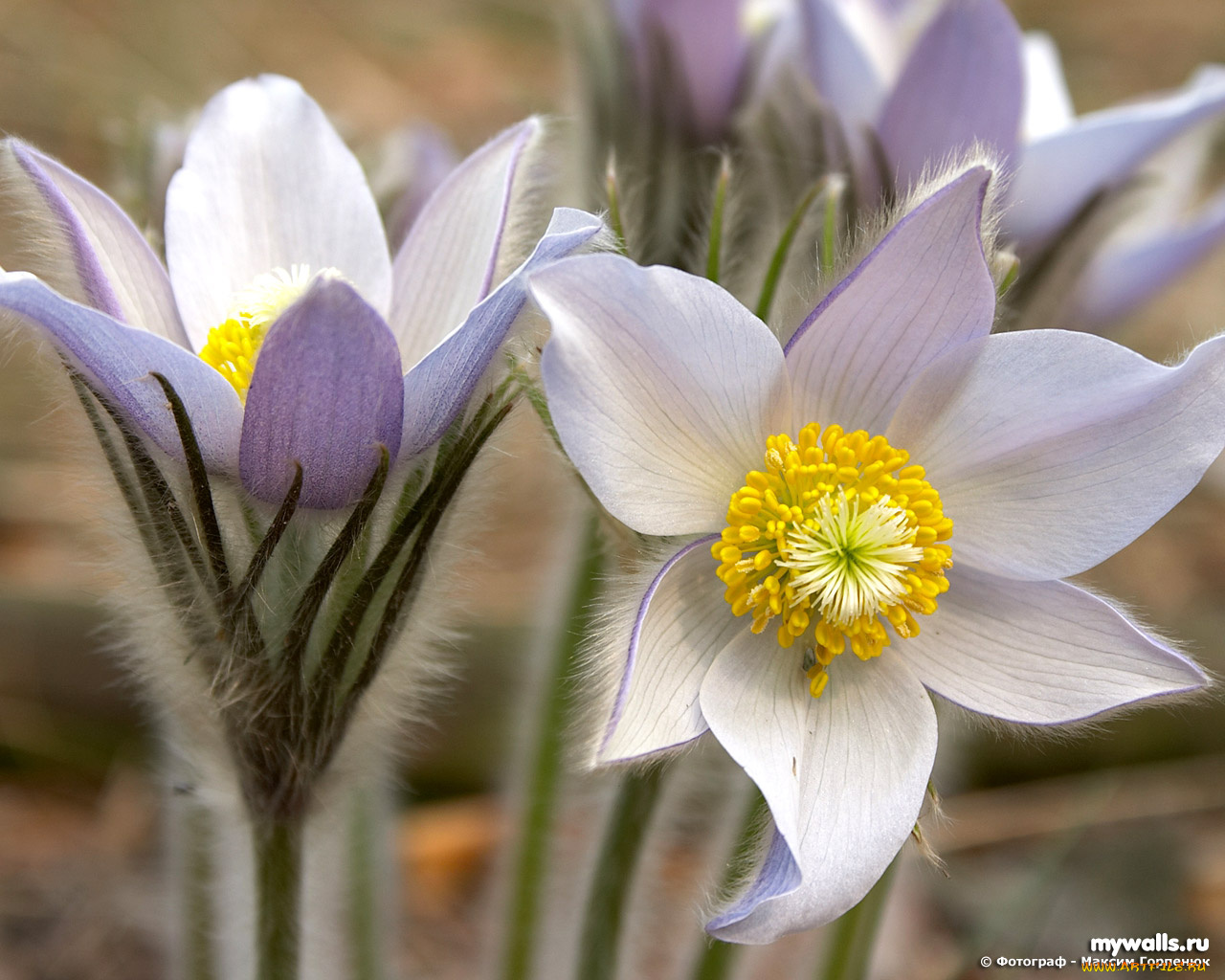 цветы, анемоны, адонисы