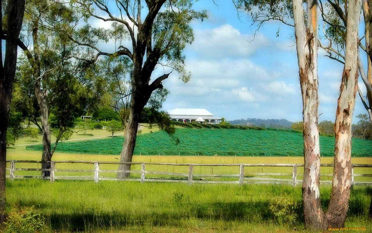 природа, деревья