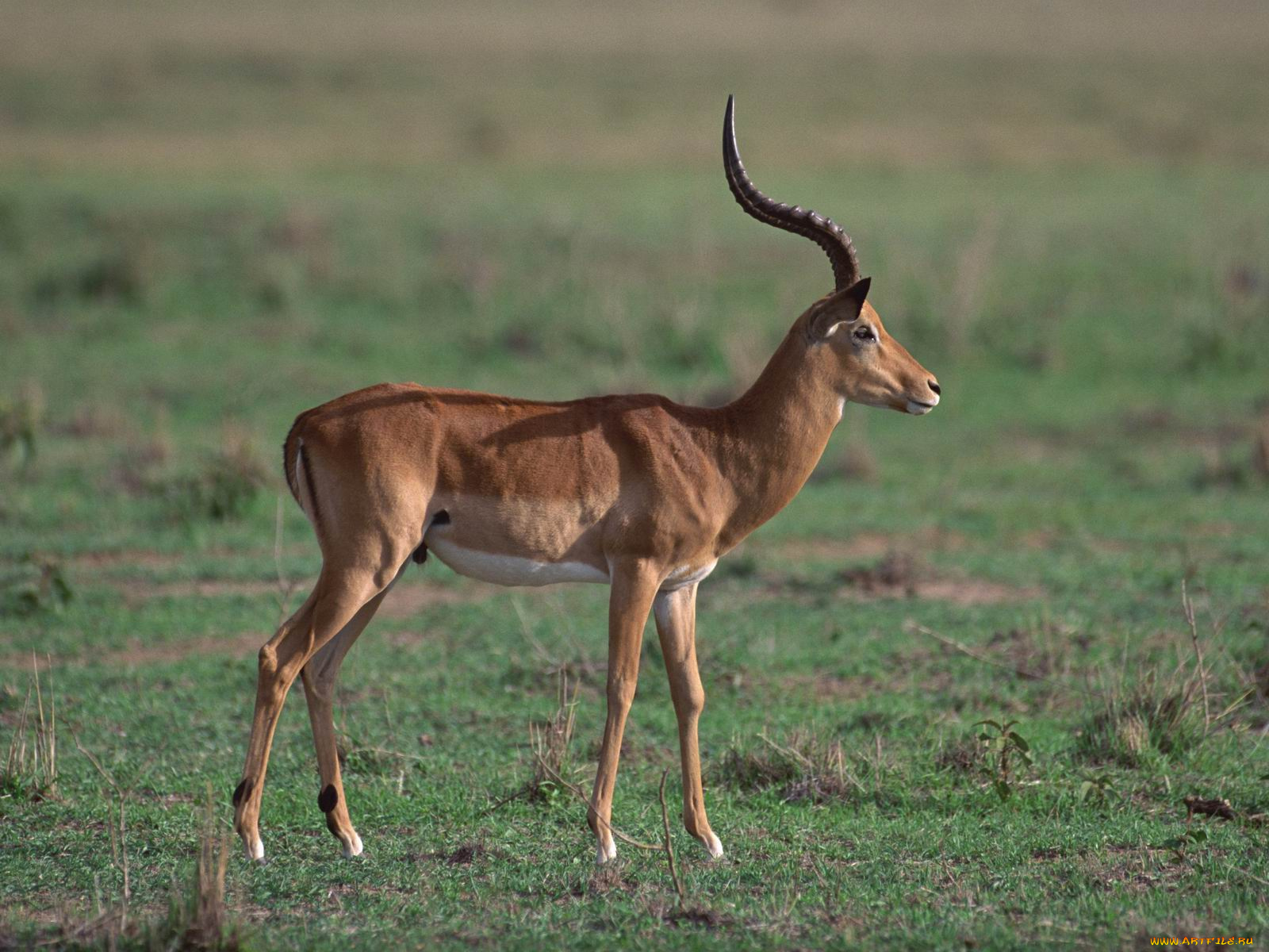животные, антилопы