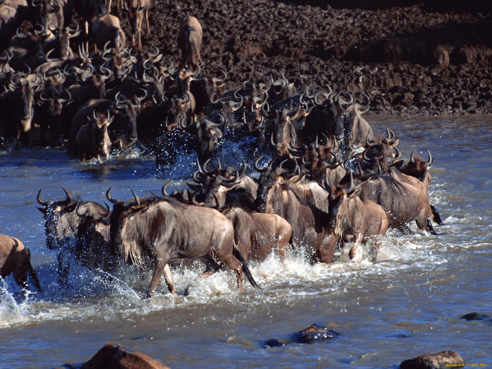 животные, антилопы