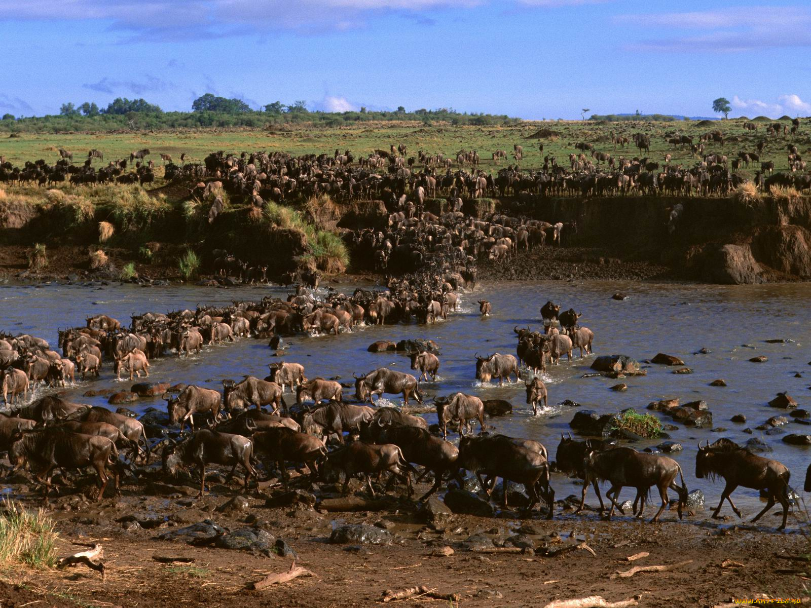 животные, антилопы
