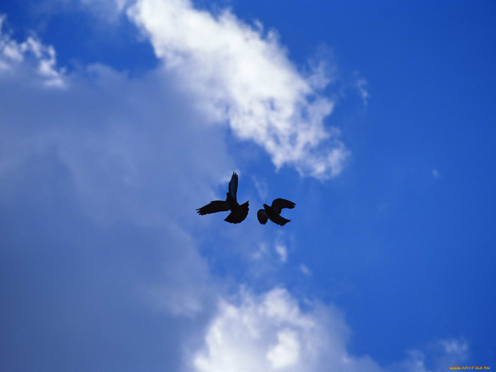 животные, голуби