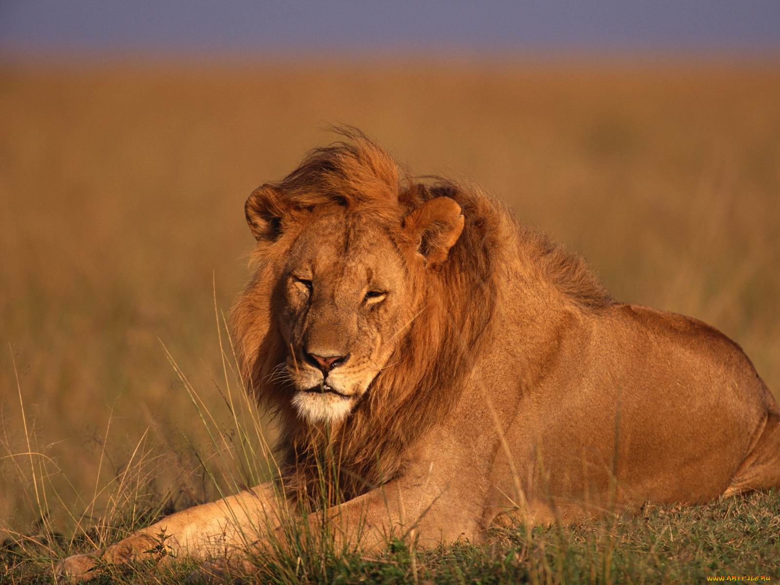 животные, львы