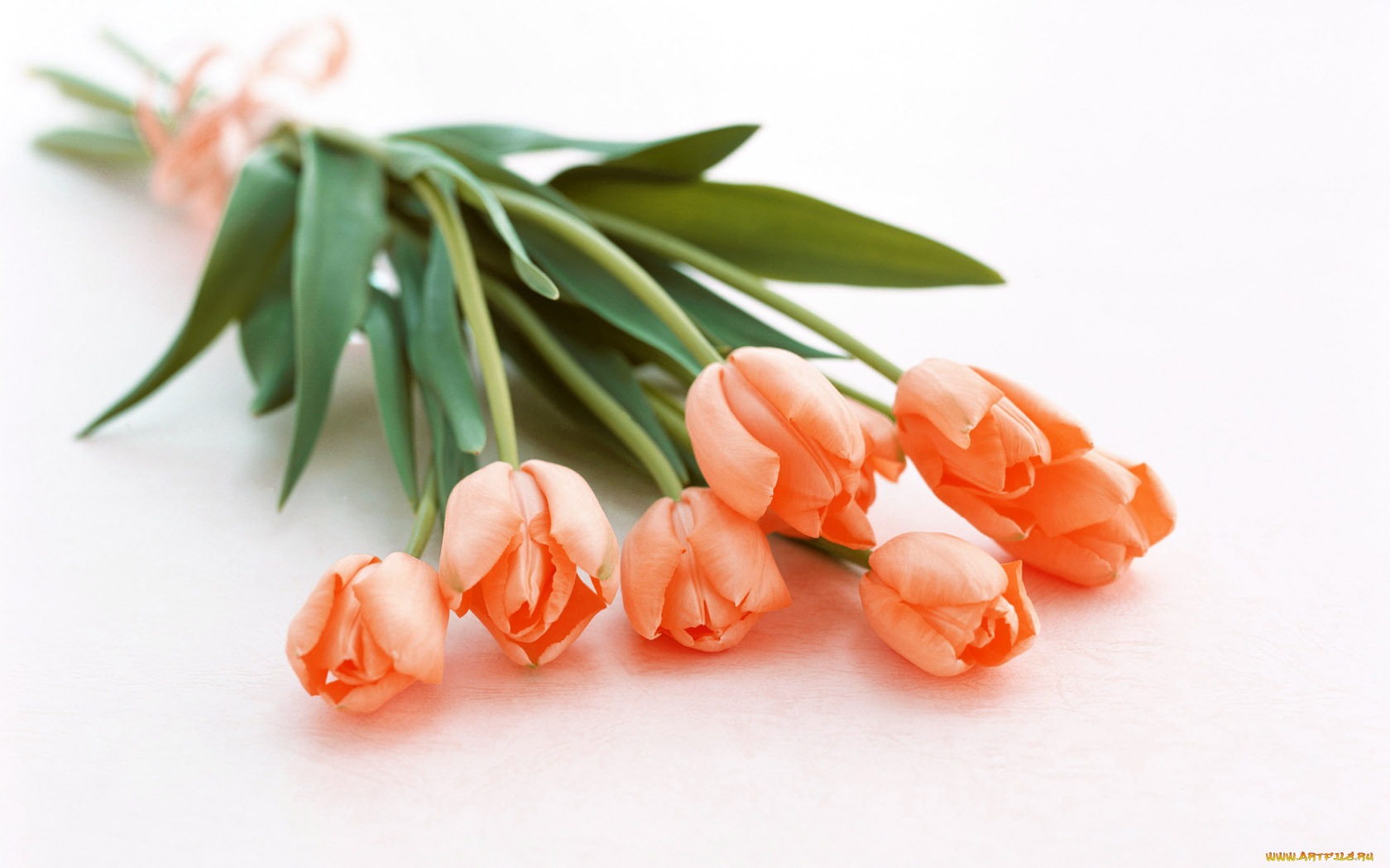 цветы, тюльпаны