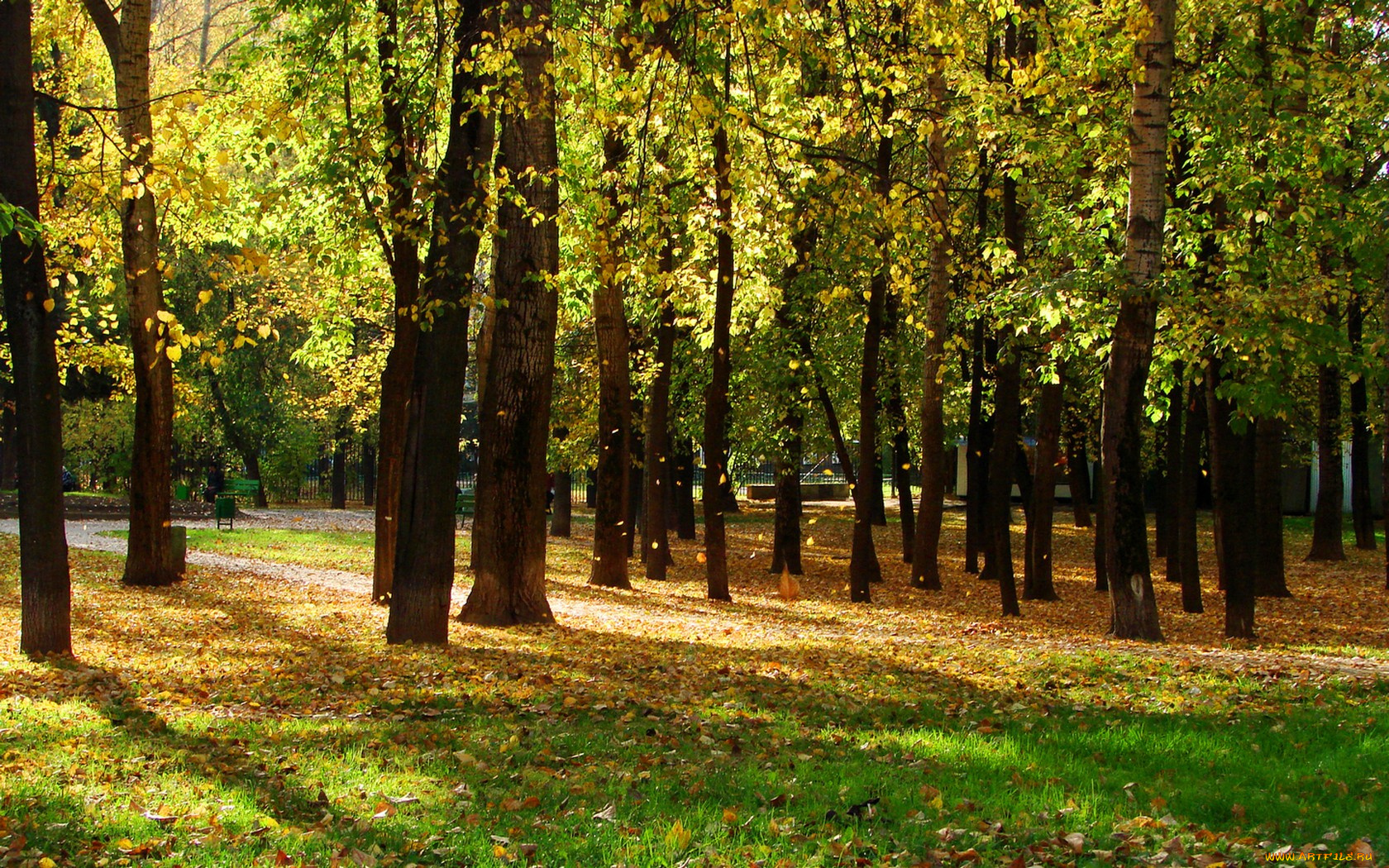 природа, лес