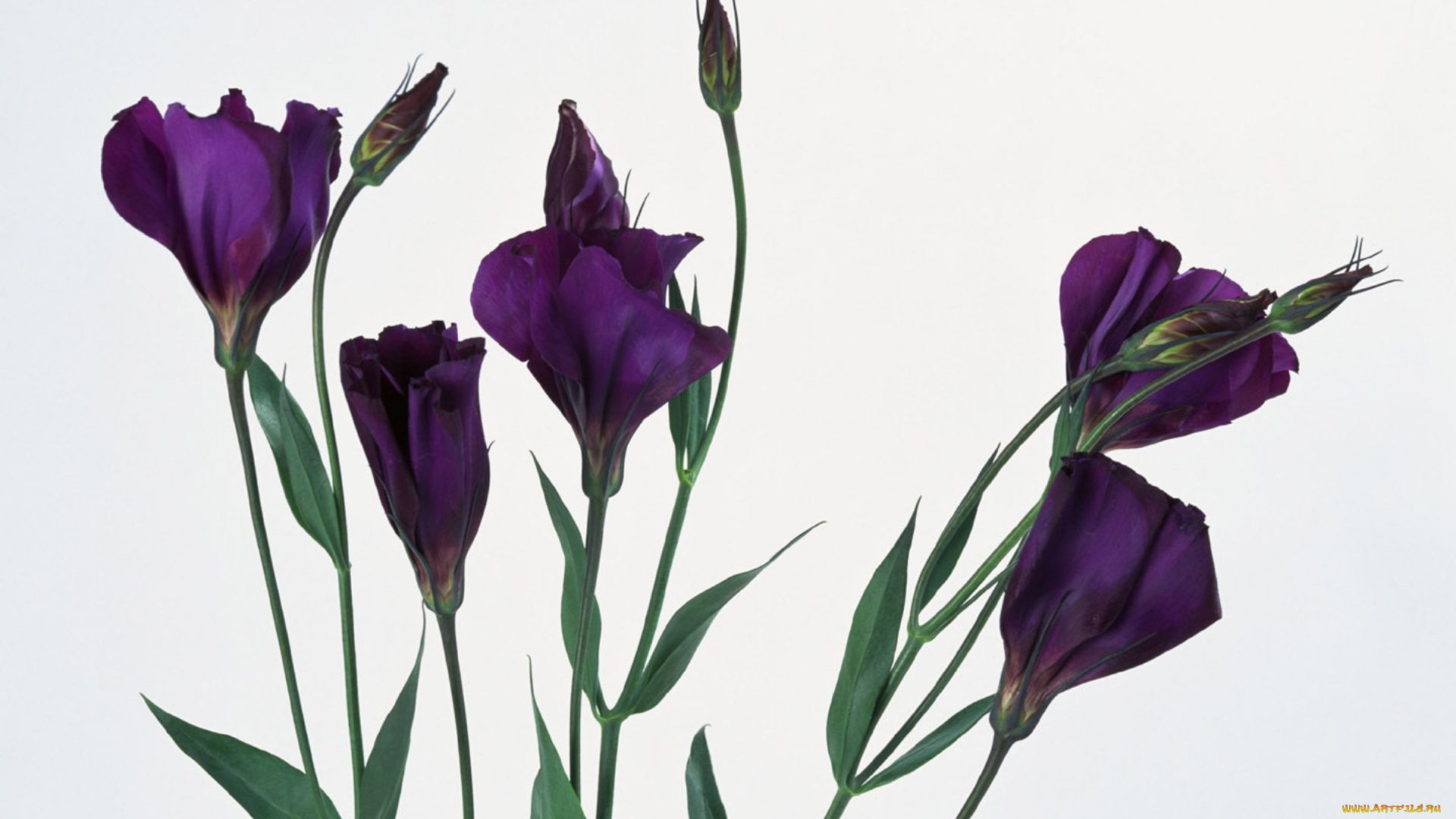 цветы, эустома