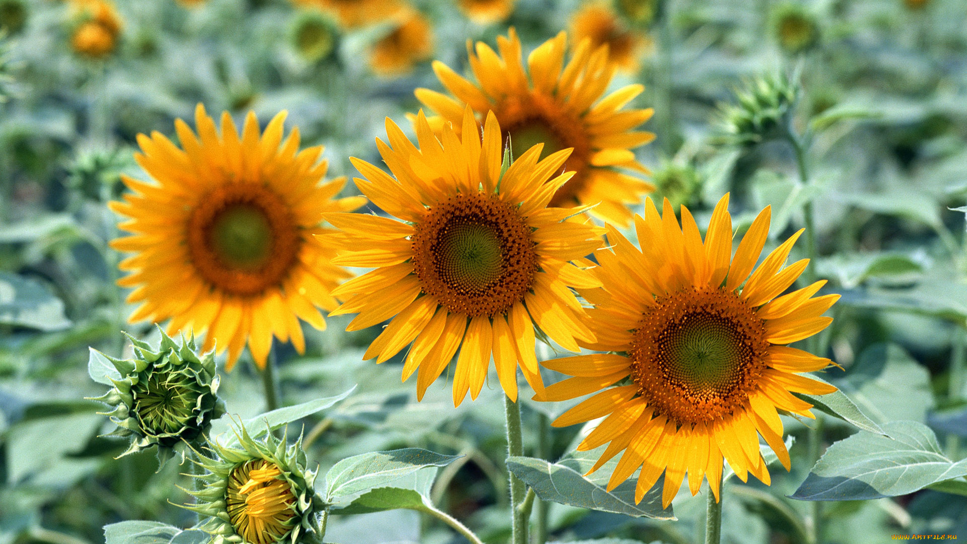 цветы, подсолнухи