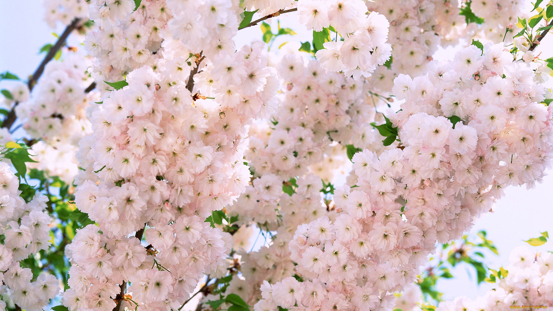 цветы, сакура, вишня