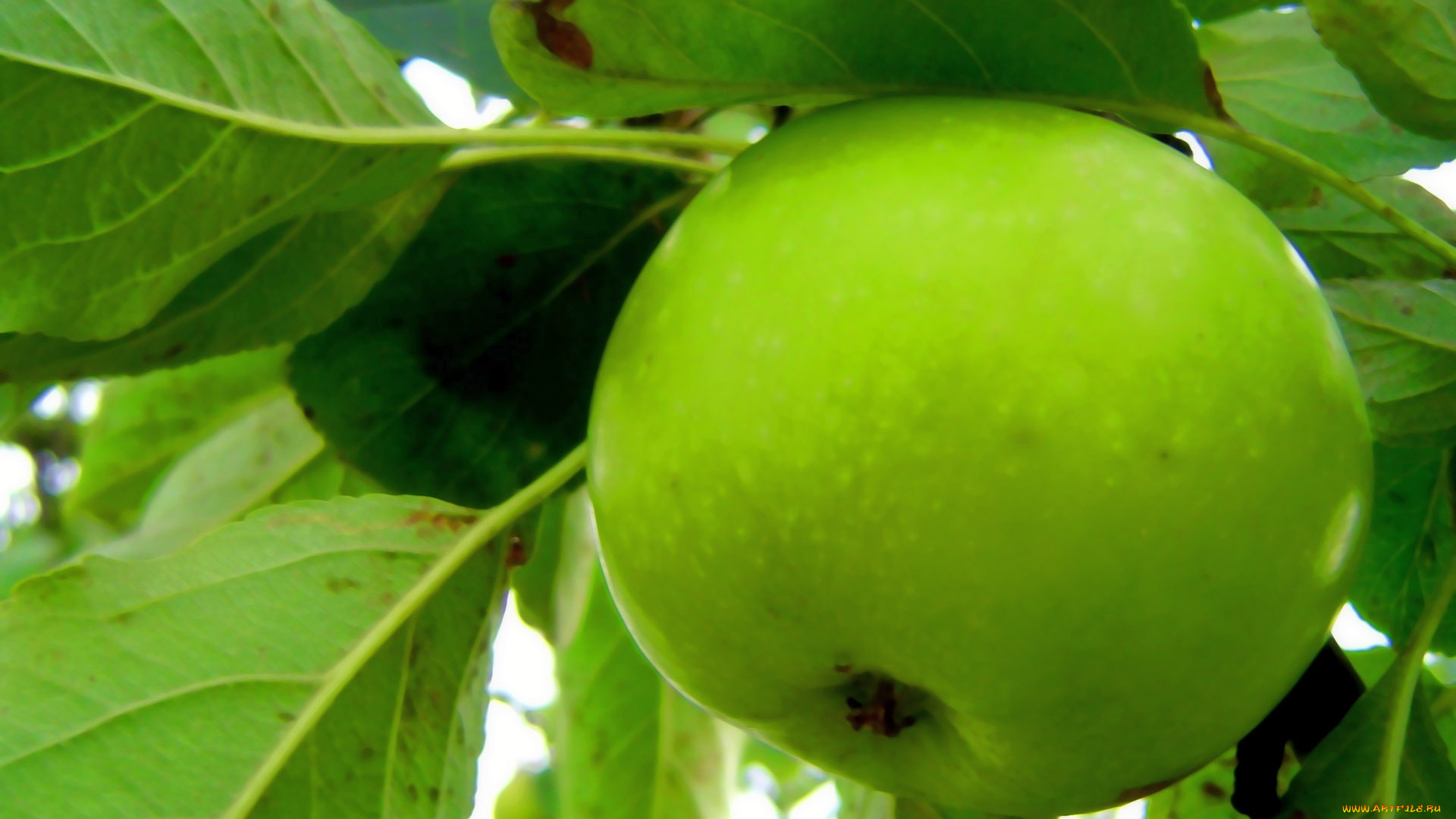 природа, плоды