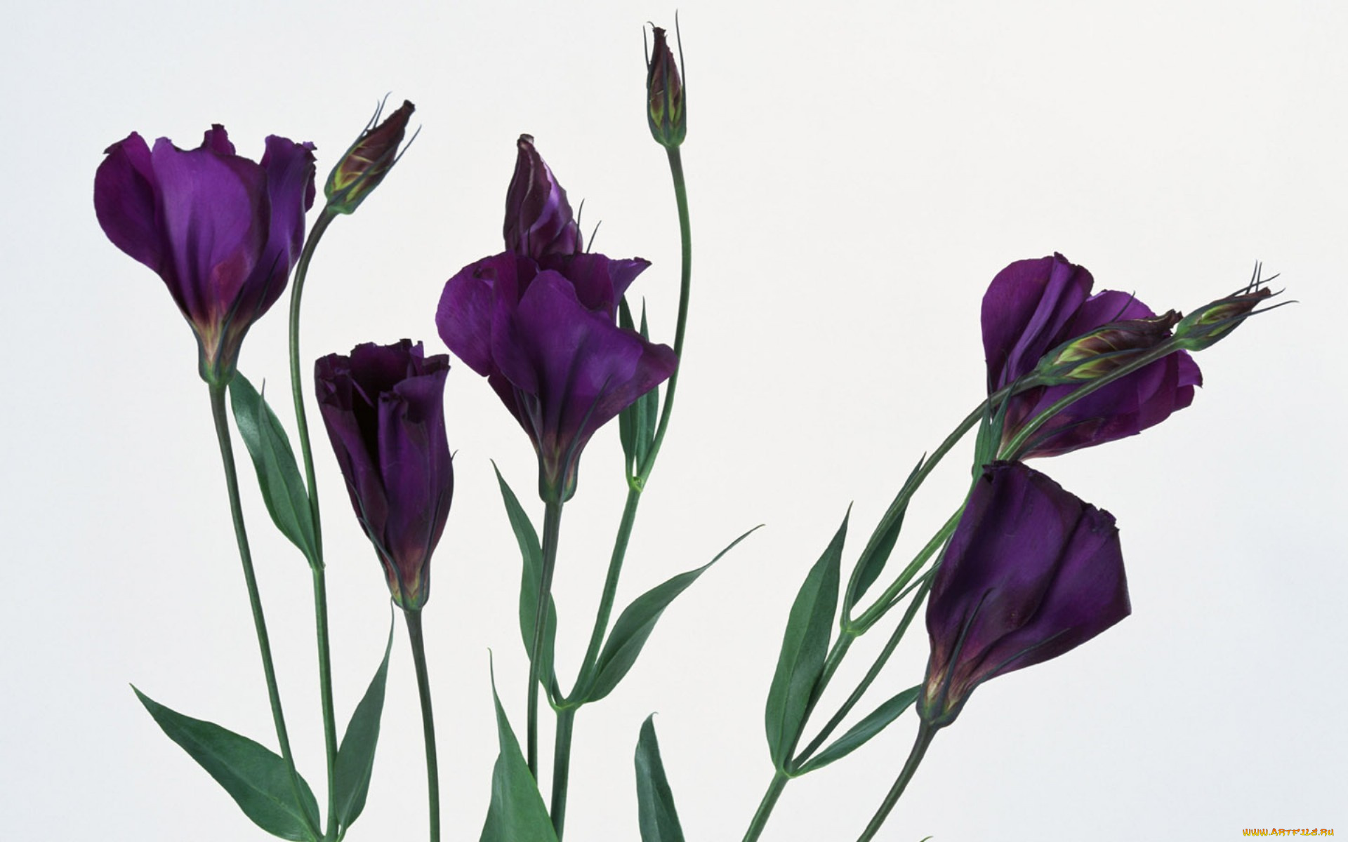 цветы, эустома