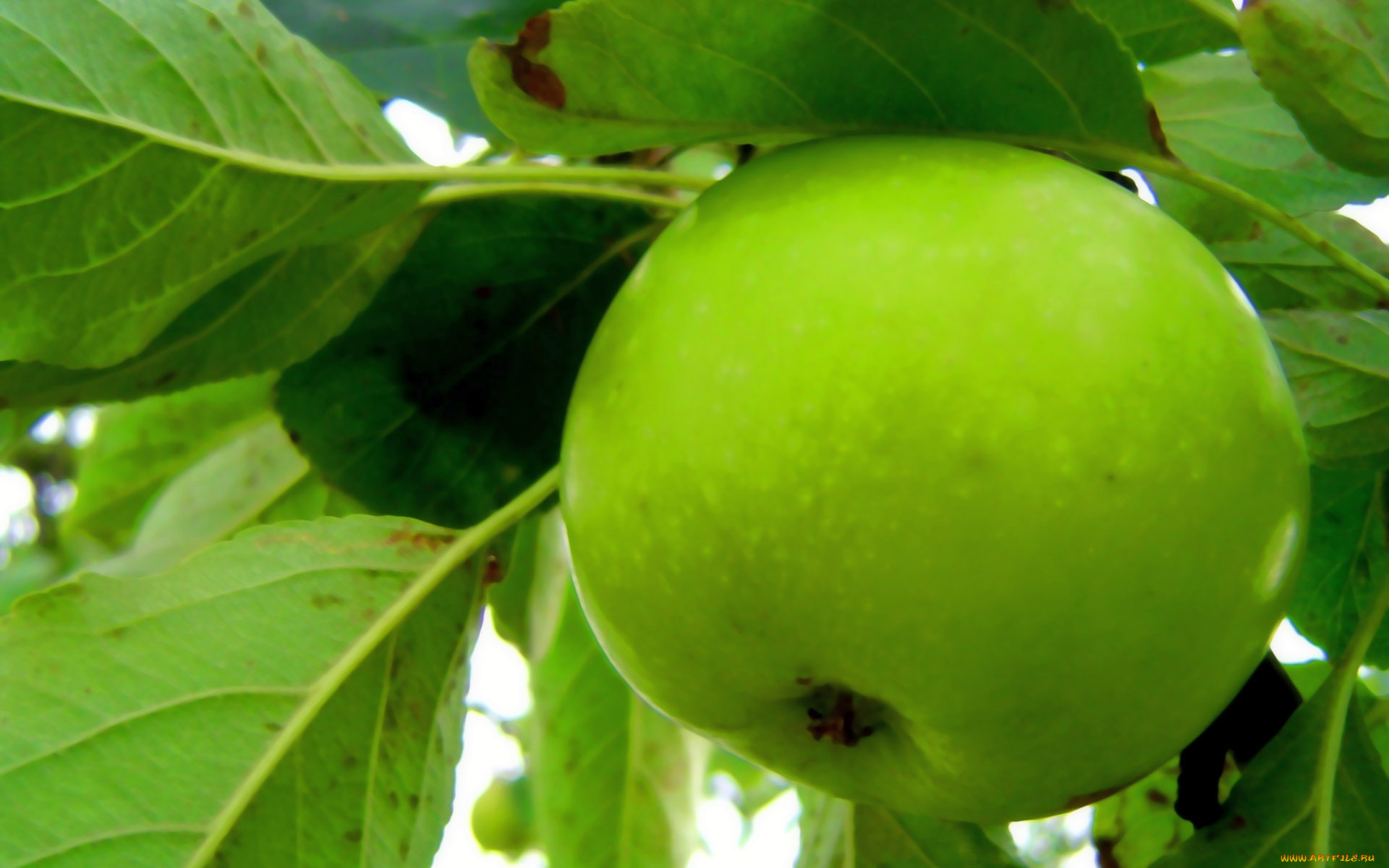 природа, плоды