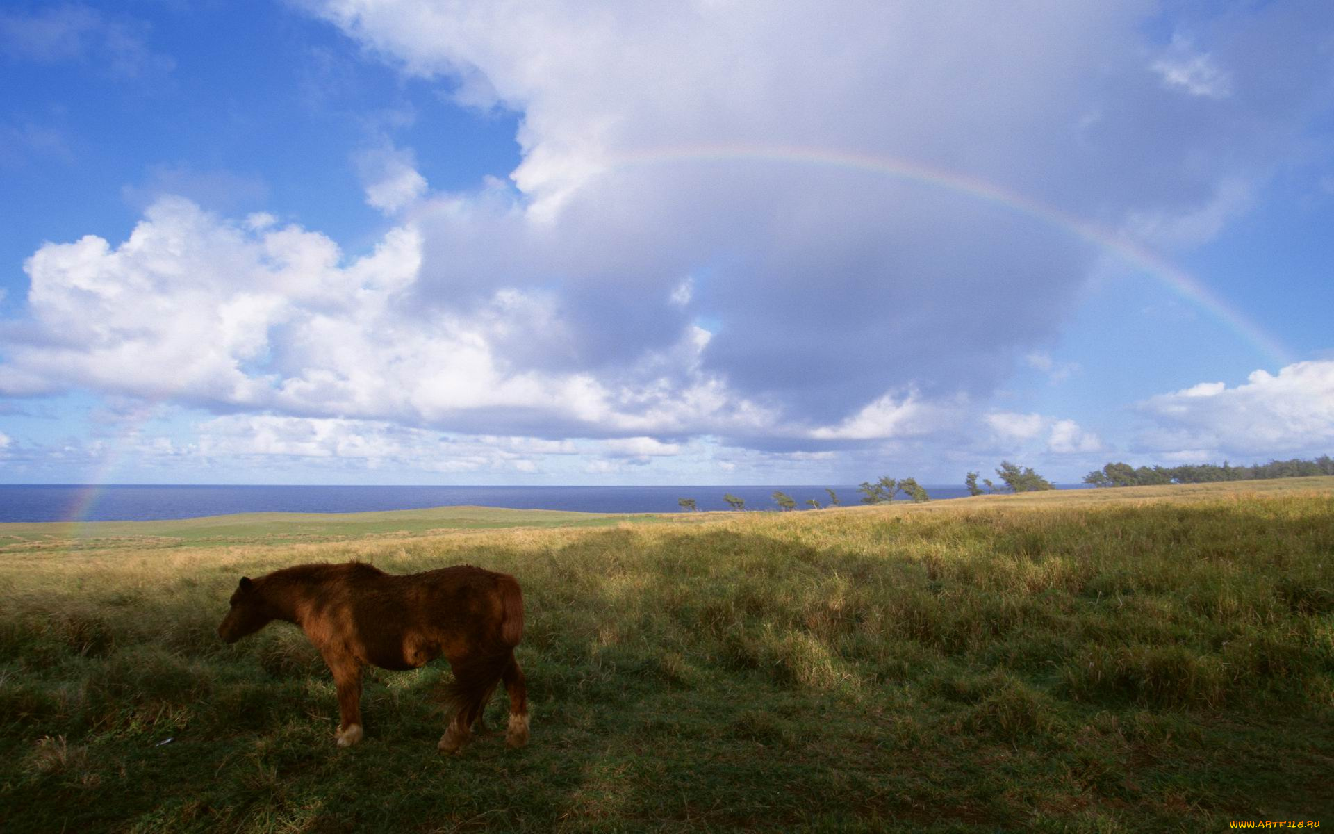 животные, лошади