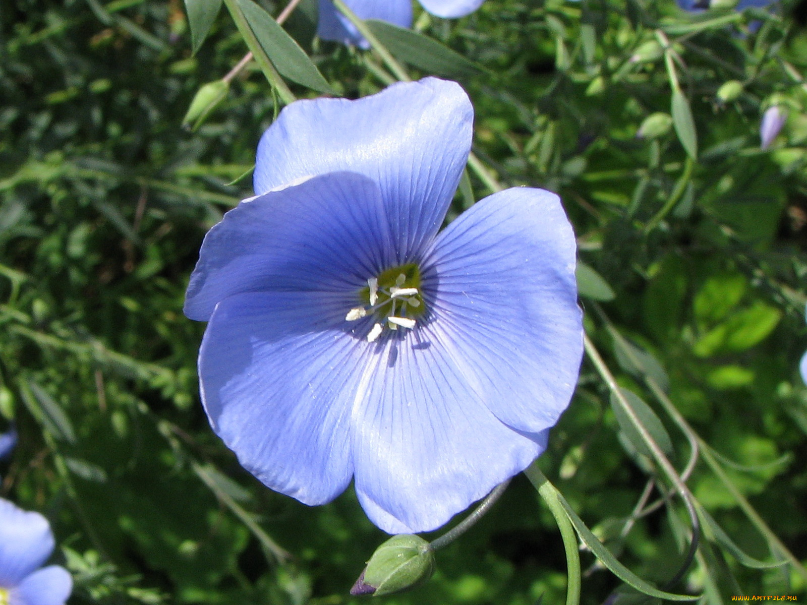 цветы, луговые, полевые