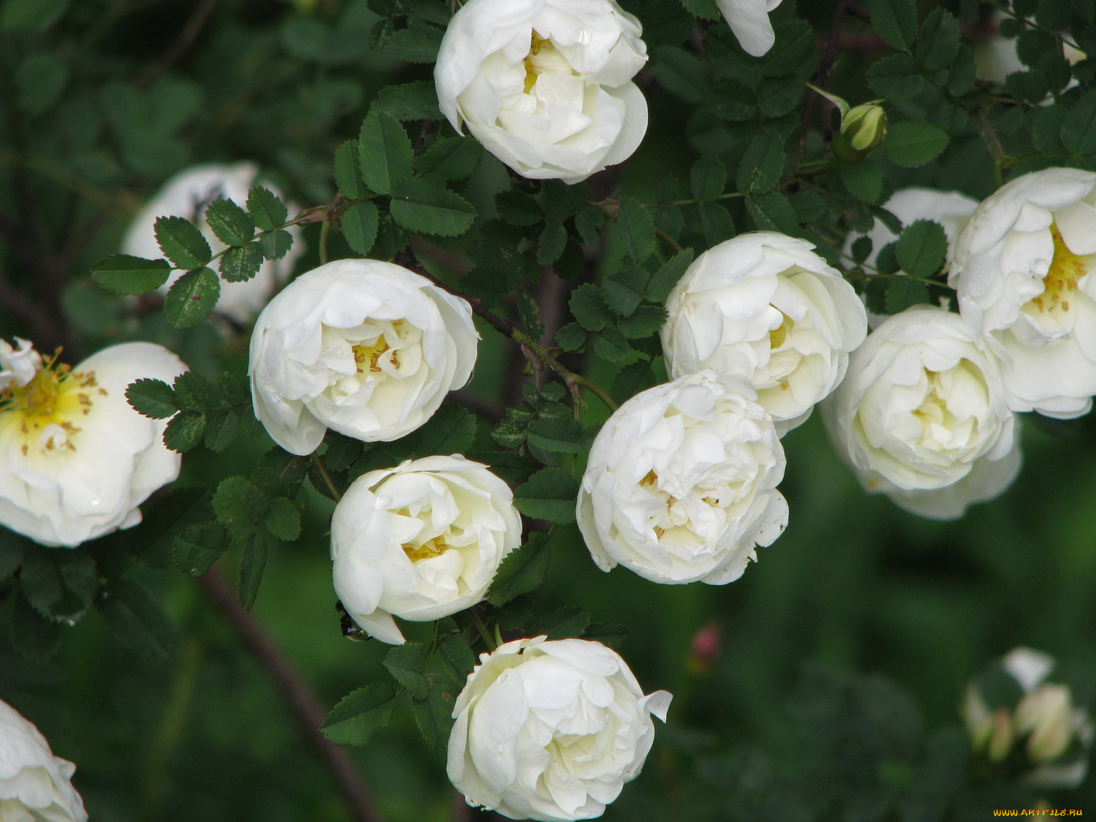 цветы, шиповник