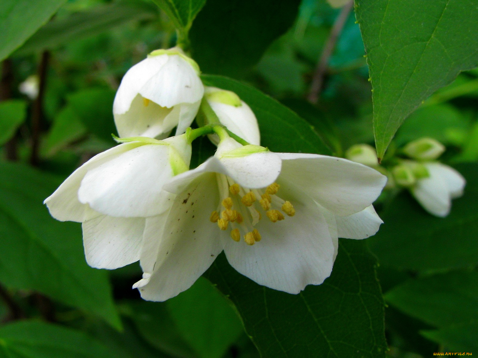 цветы, жасмин