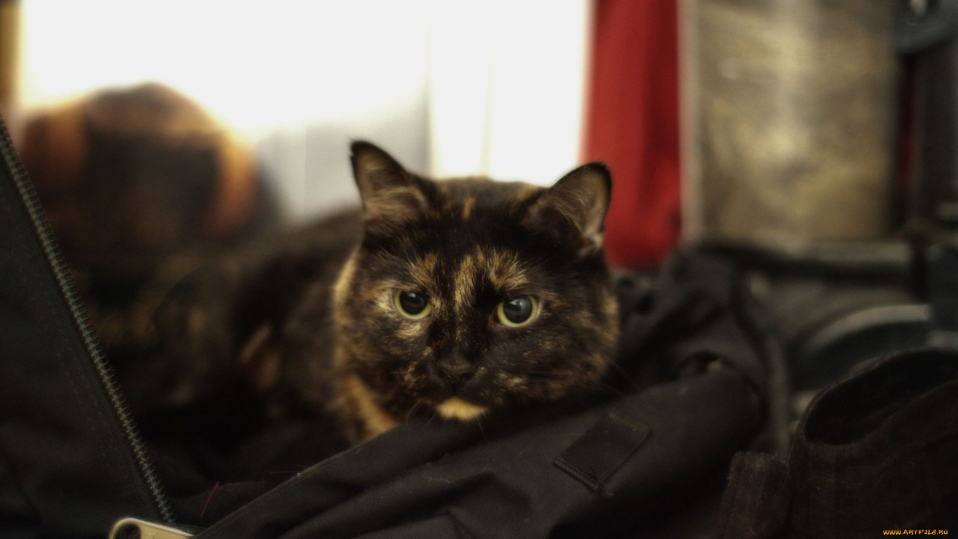 животные, коты