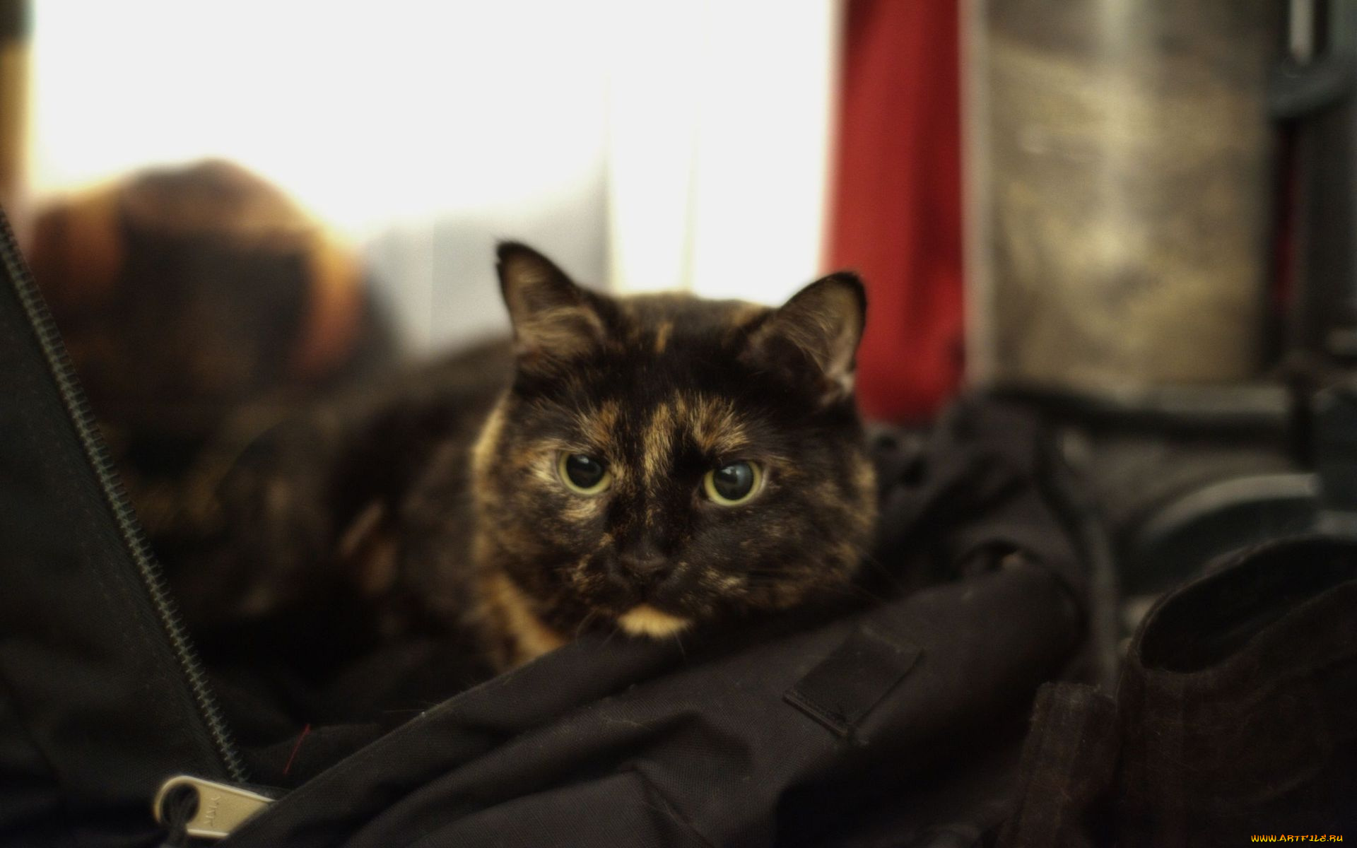 животные, коты