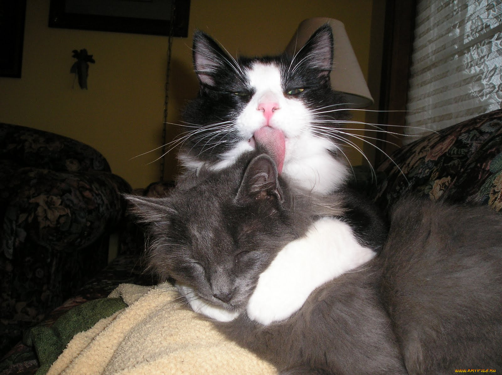 животные, коты