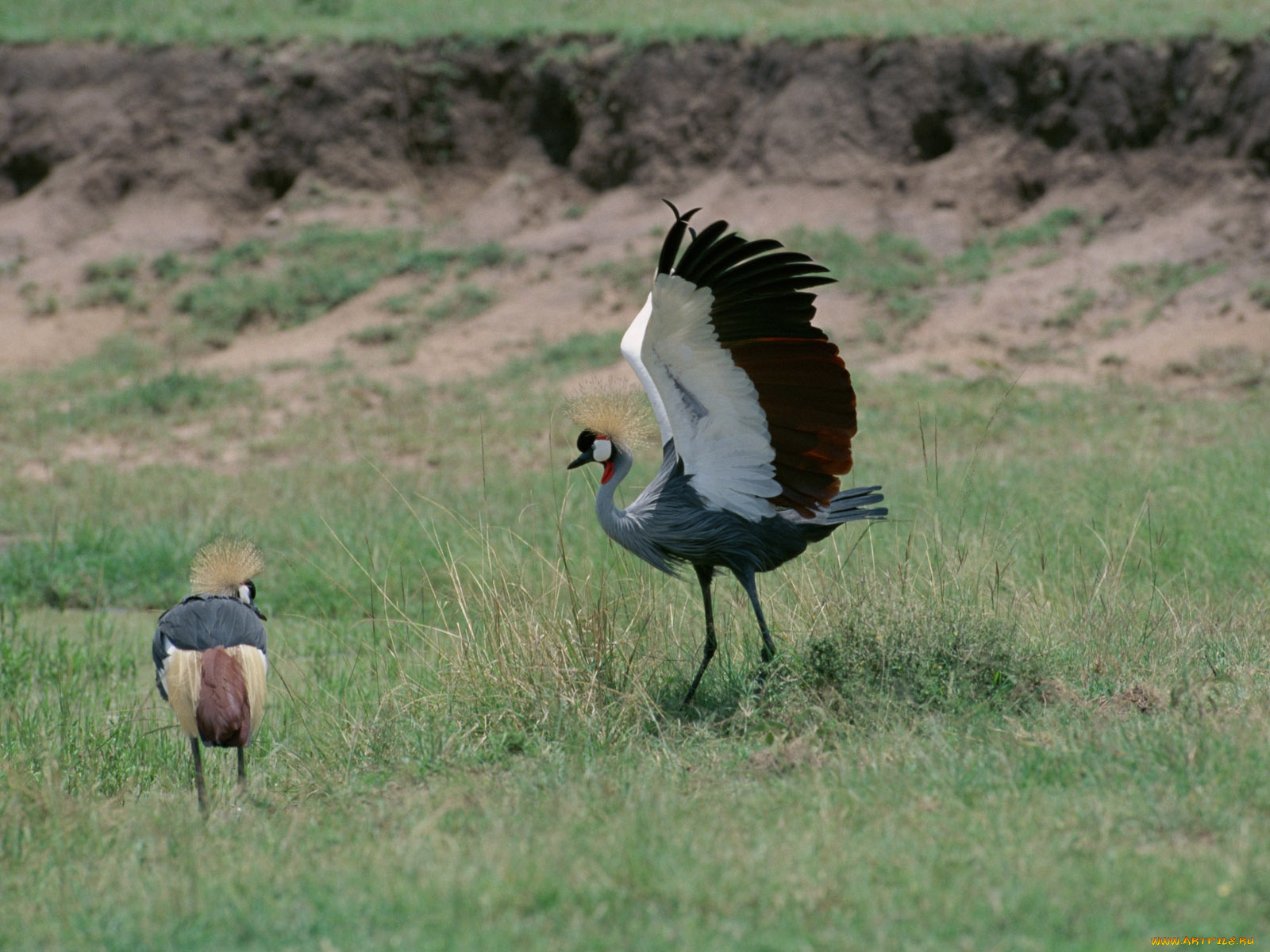животные, журавли, журавль, венценосный, крылья