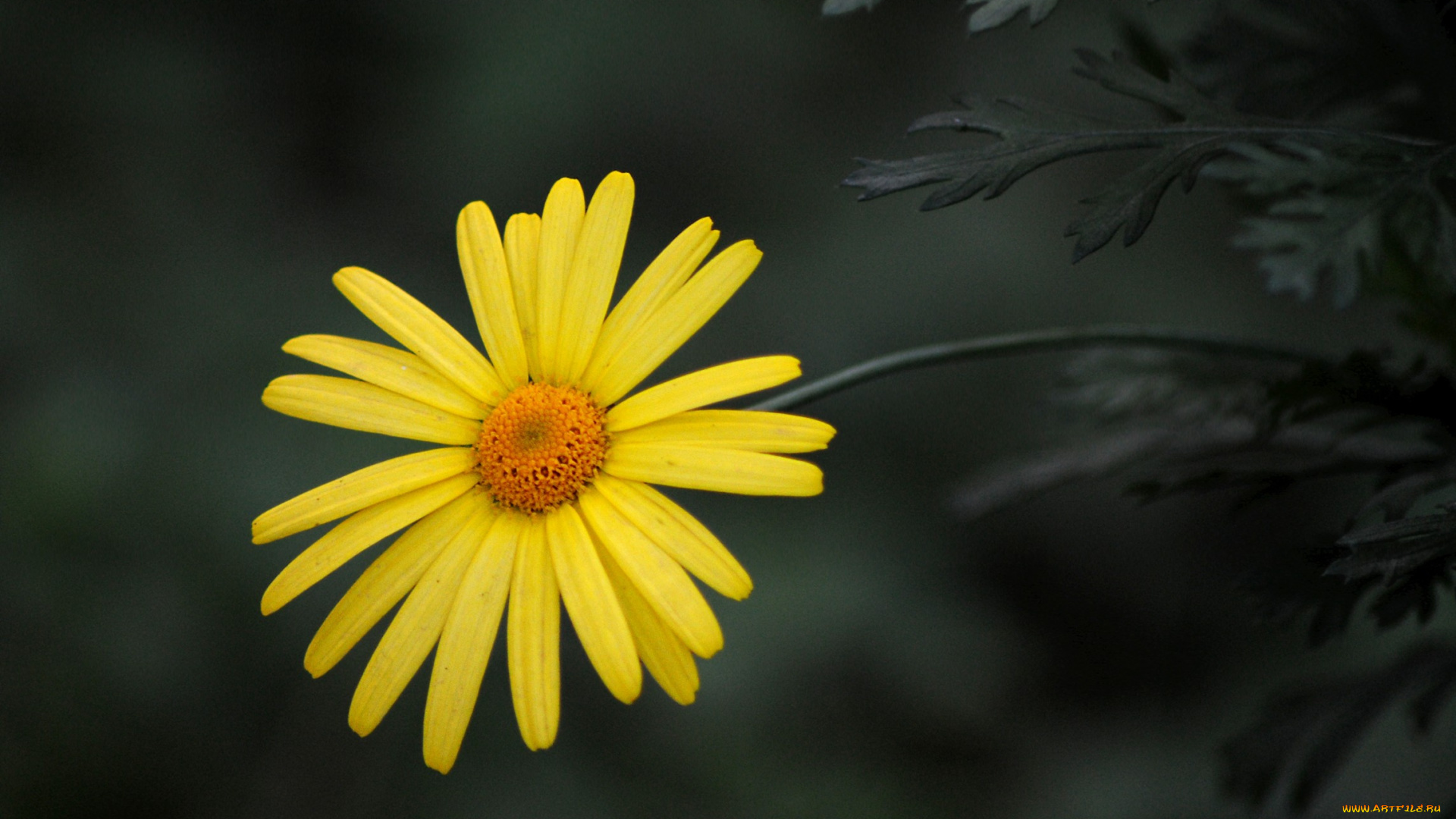 цветы, жёлтый