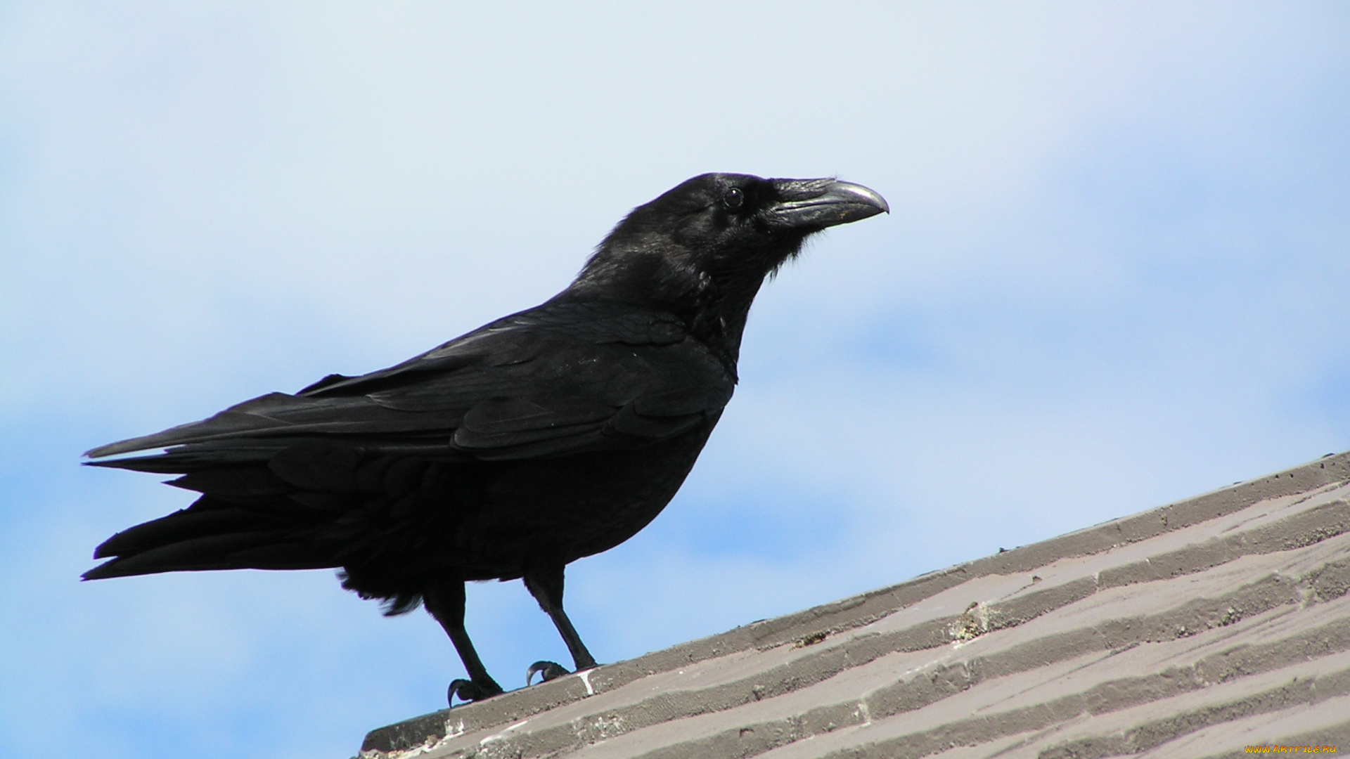 ворон, животные, вороны, грачи, галки, облака, черный