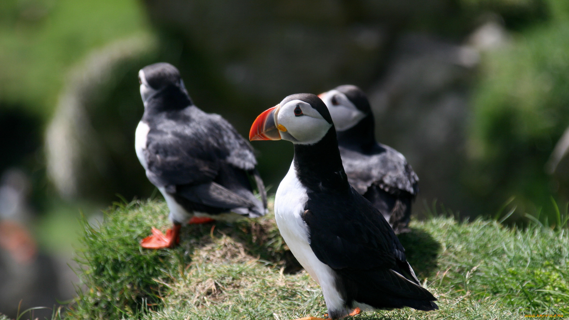 животные, тупики, птица, тупик