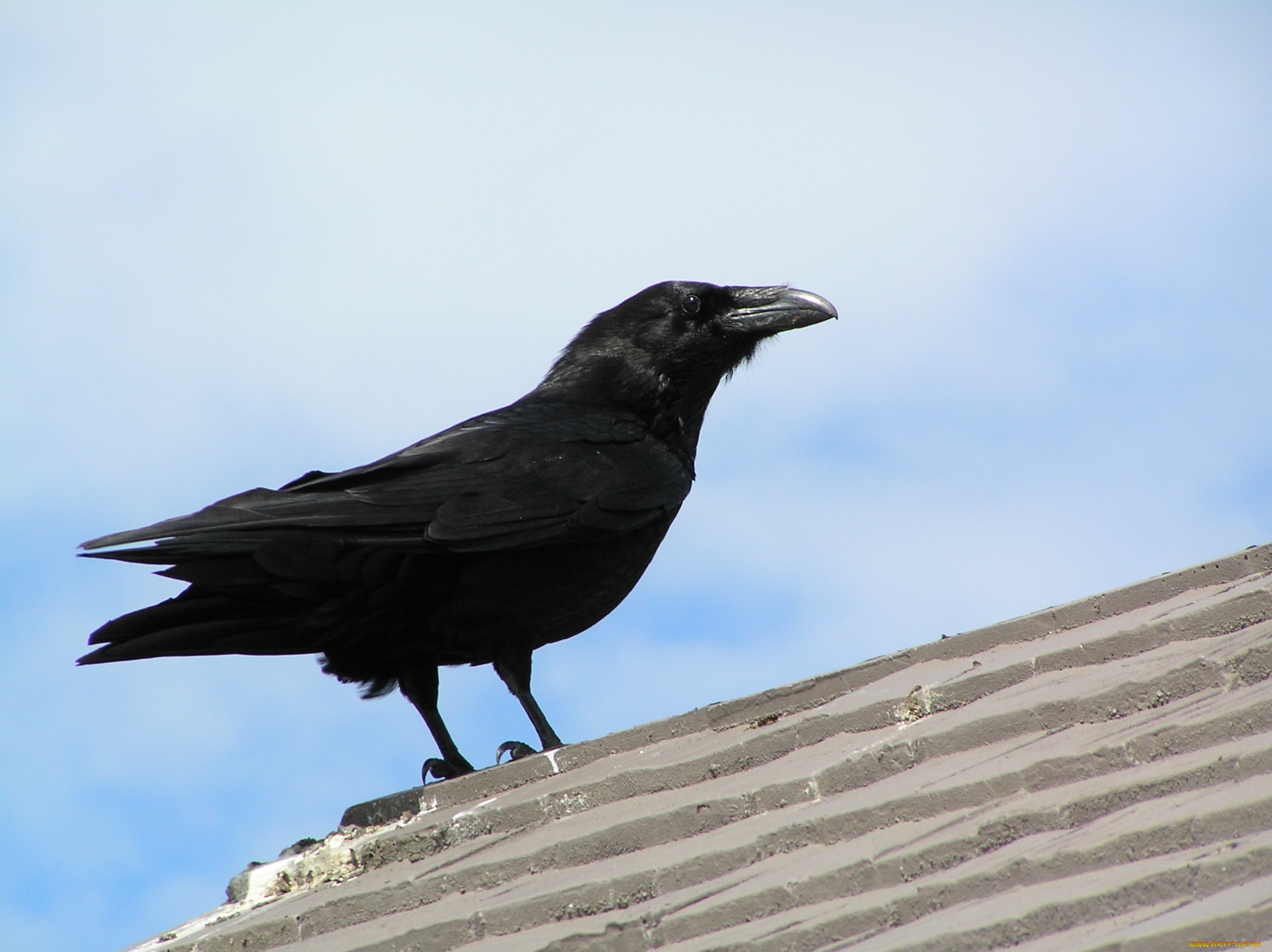 ворон, животные, вороны, грачи, галки, облака, черный