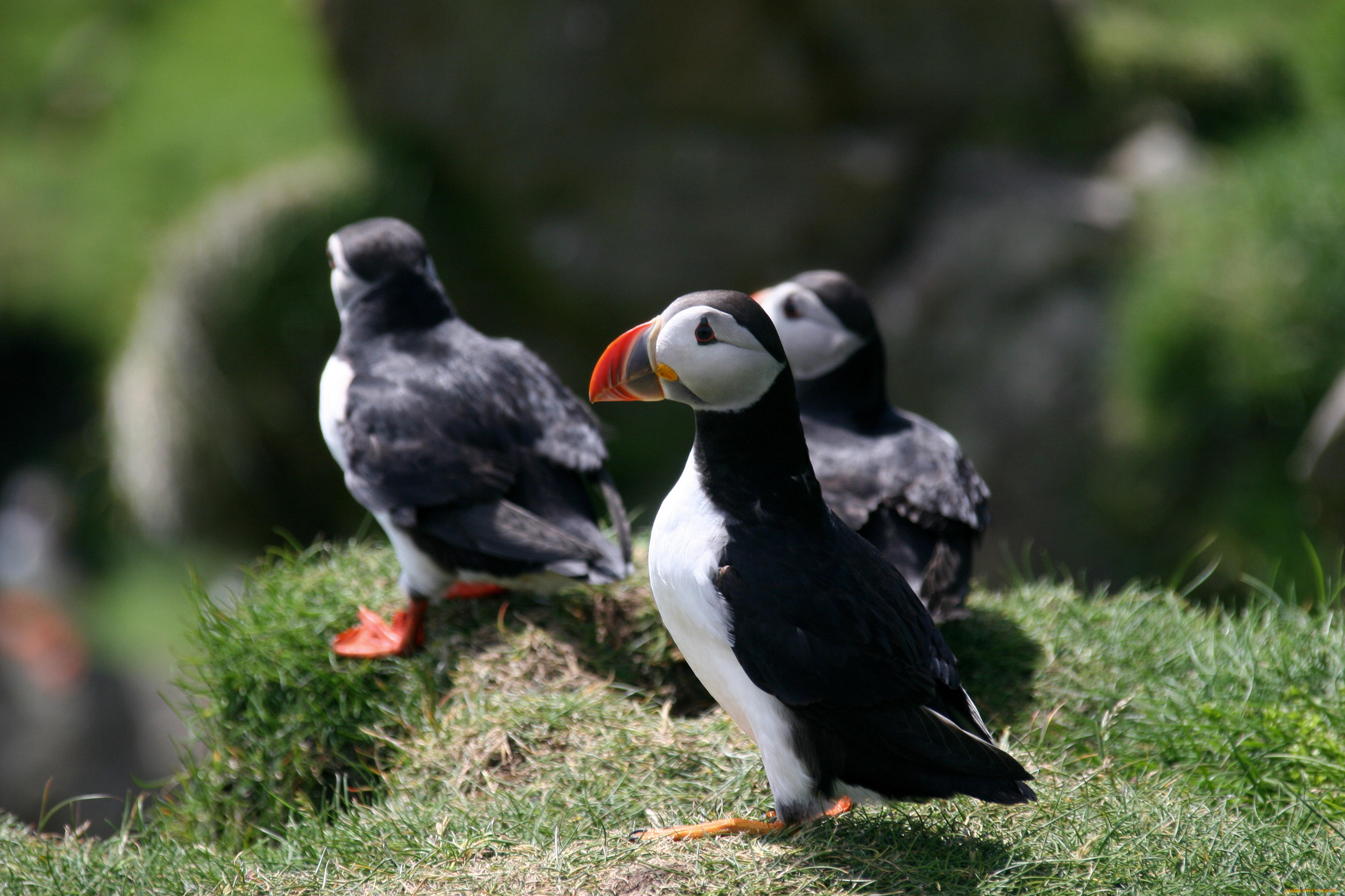 животные, тупики, птица, тупик