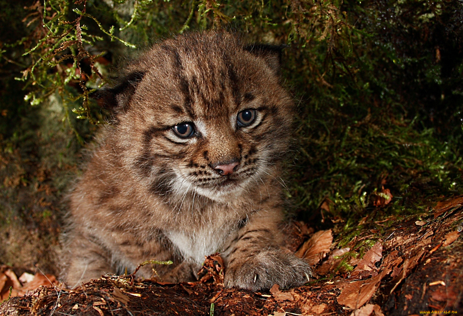 животные, рыси, малыш