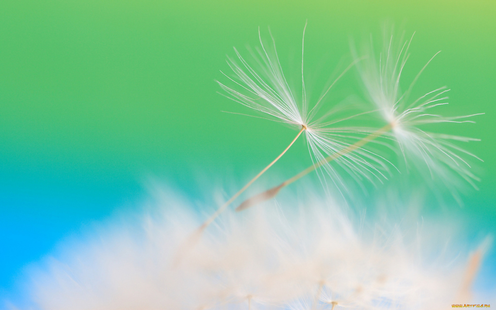 одуванище, цветы, одуванчики, семена, зонтики, одуванчик, макро