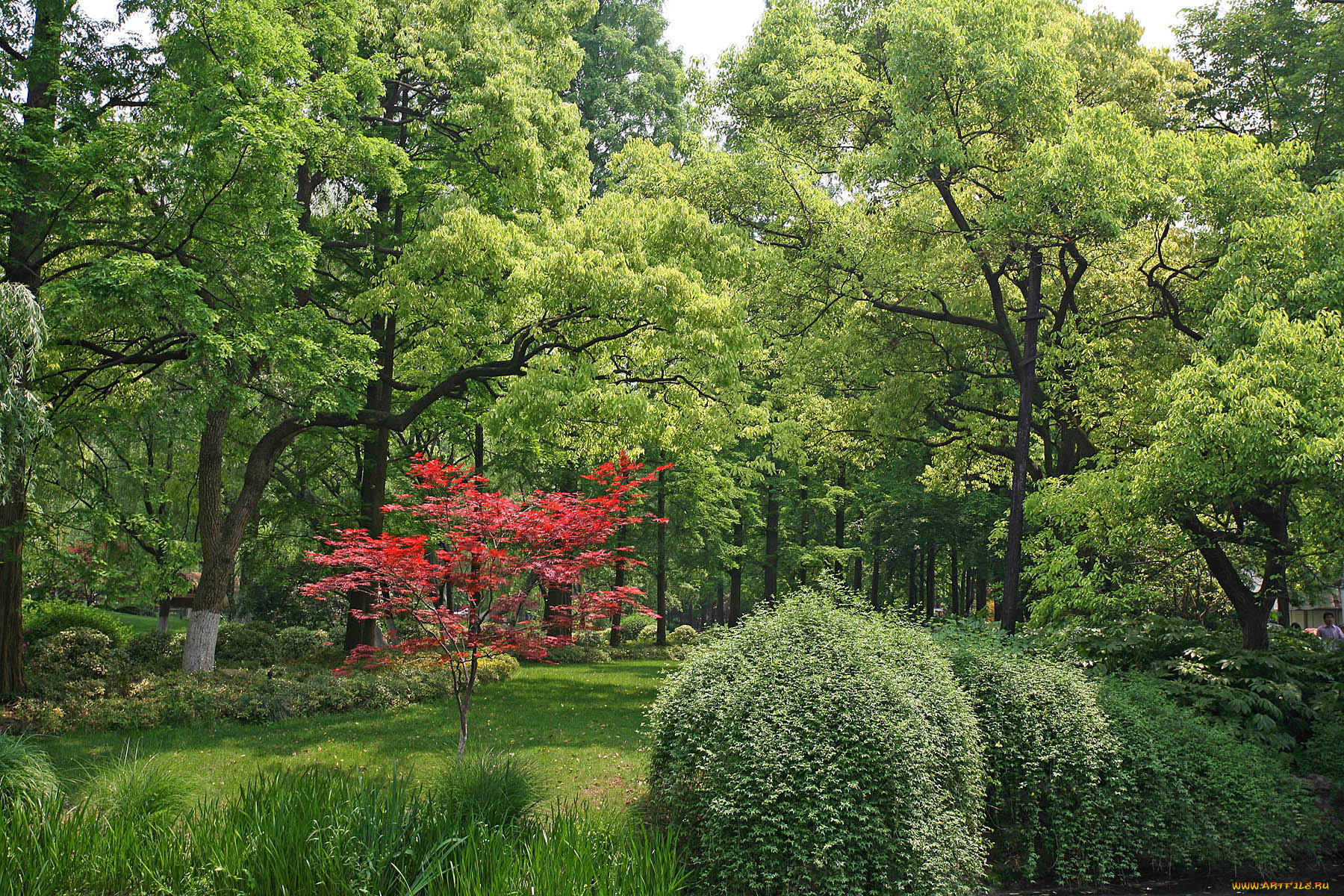 природа, парк, ханчжоу, ландшафтный