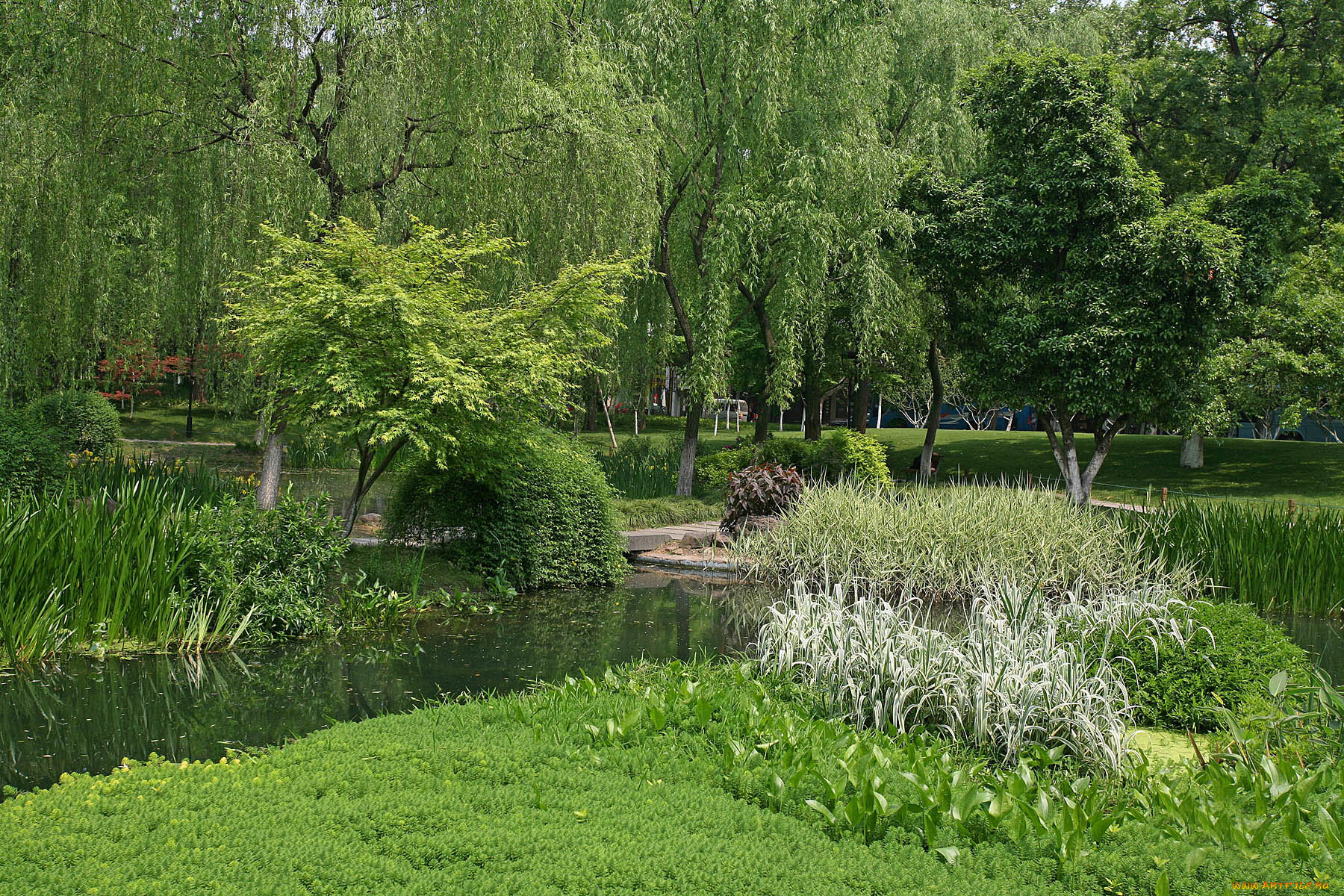 природа, парк, ханчжоу, ландшафтный