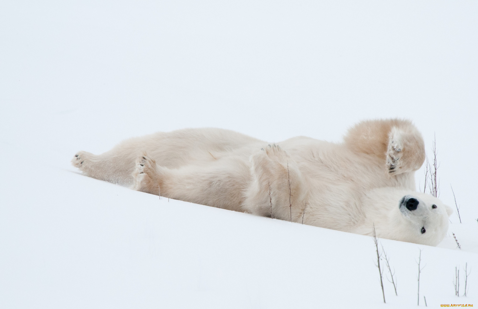 животные, медведи, забавный, белый