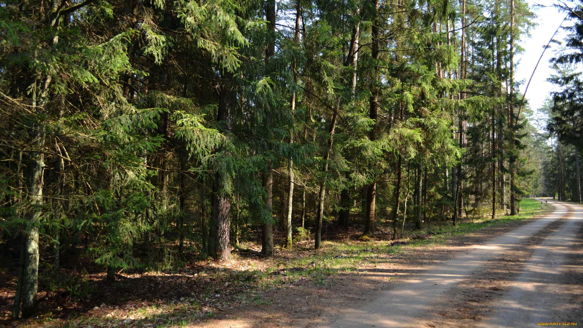 белавежская, пуща, природа, дороги, лес