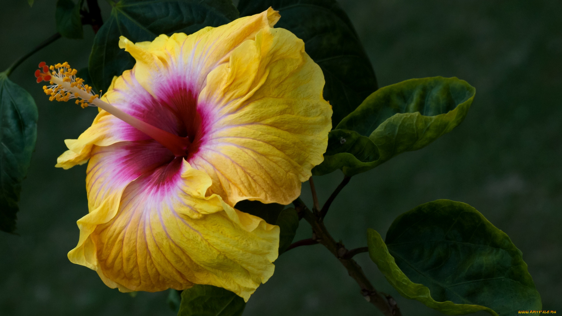 цветы, гибискусы, желтый