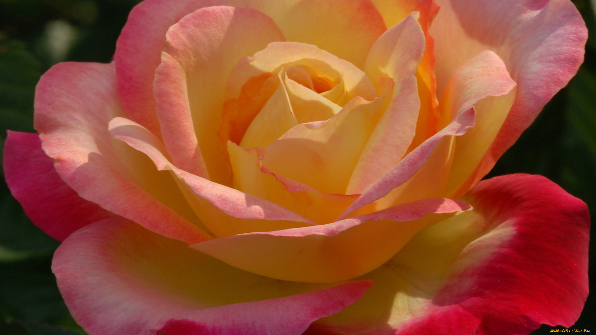 цветы, розы, роза