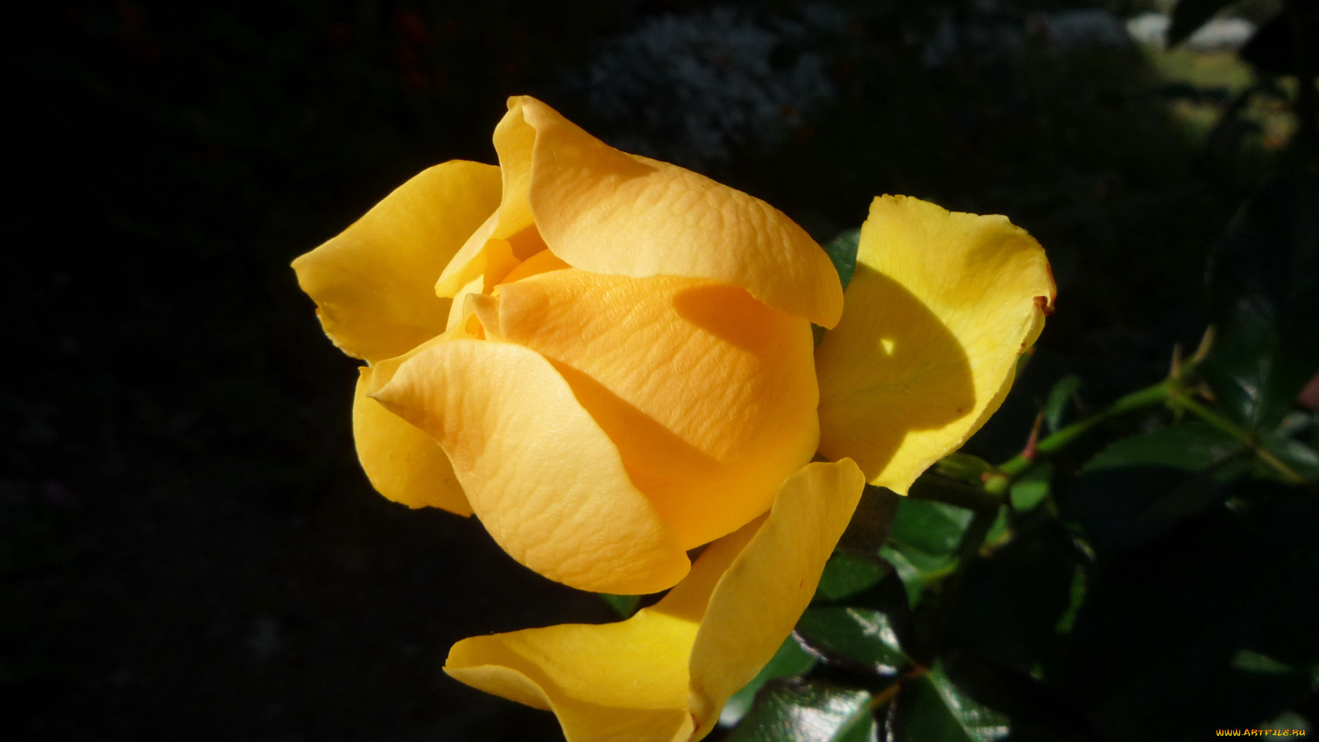 цветы, розы, роза