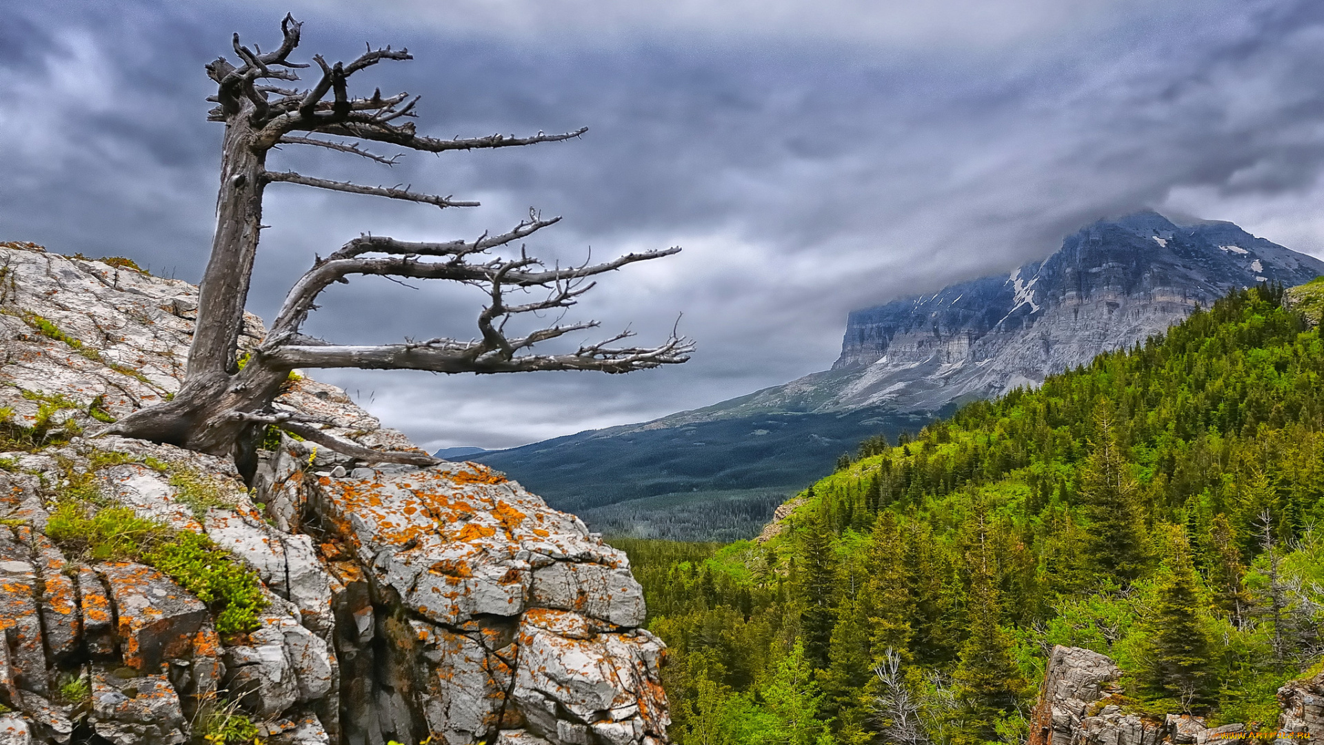glacier, national, park, природа, горы, дерево, лес