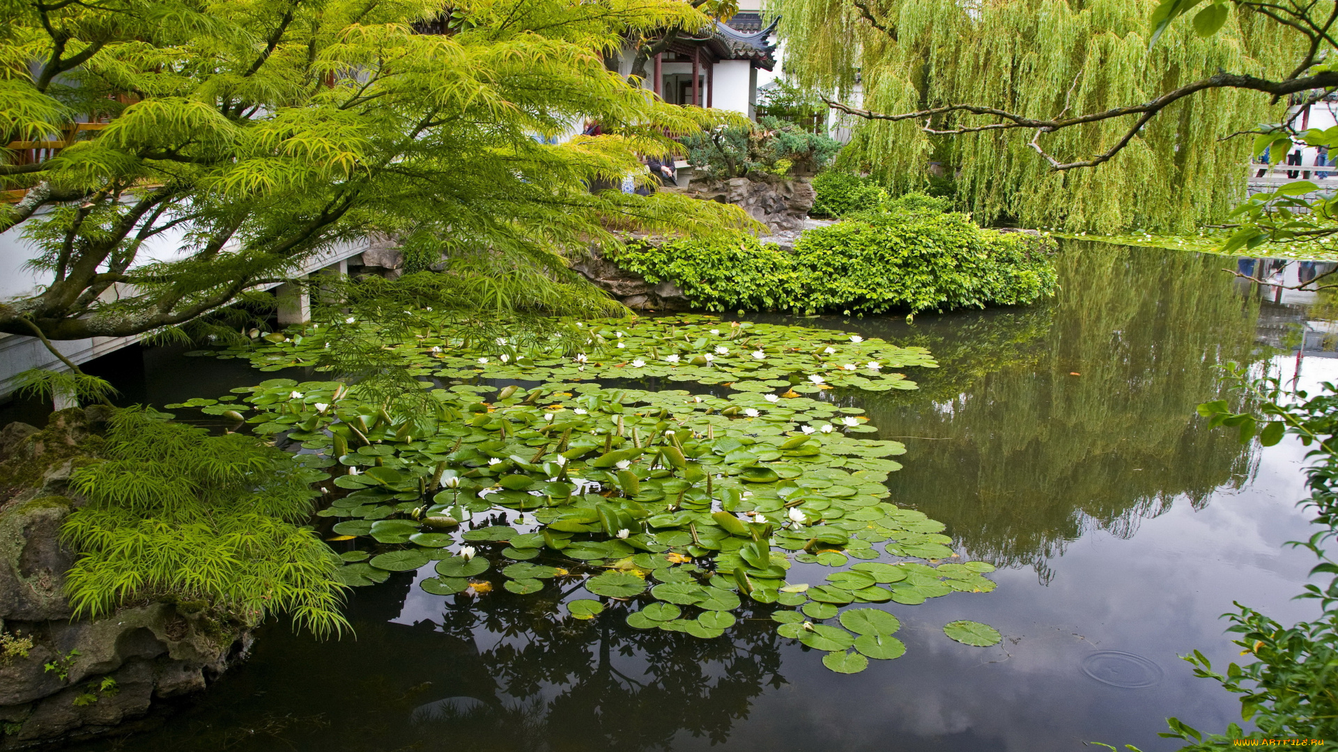 канада, sun, yat, sen, garden, vancouver, природа, парк, растения, водоем