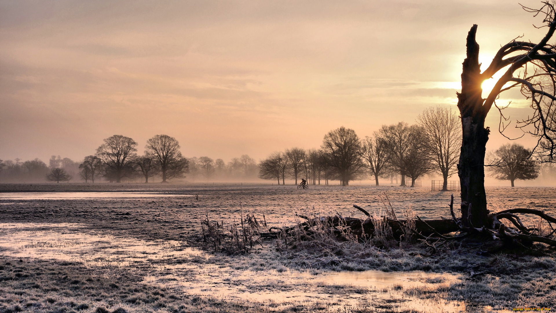 природа, деревья, трава, иней, дерево, тучи, свет, поле