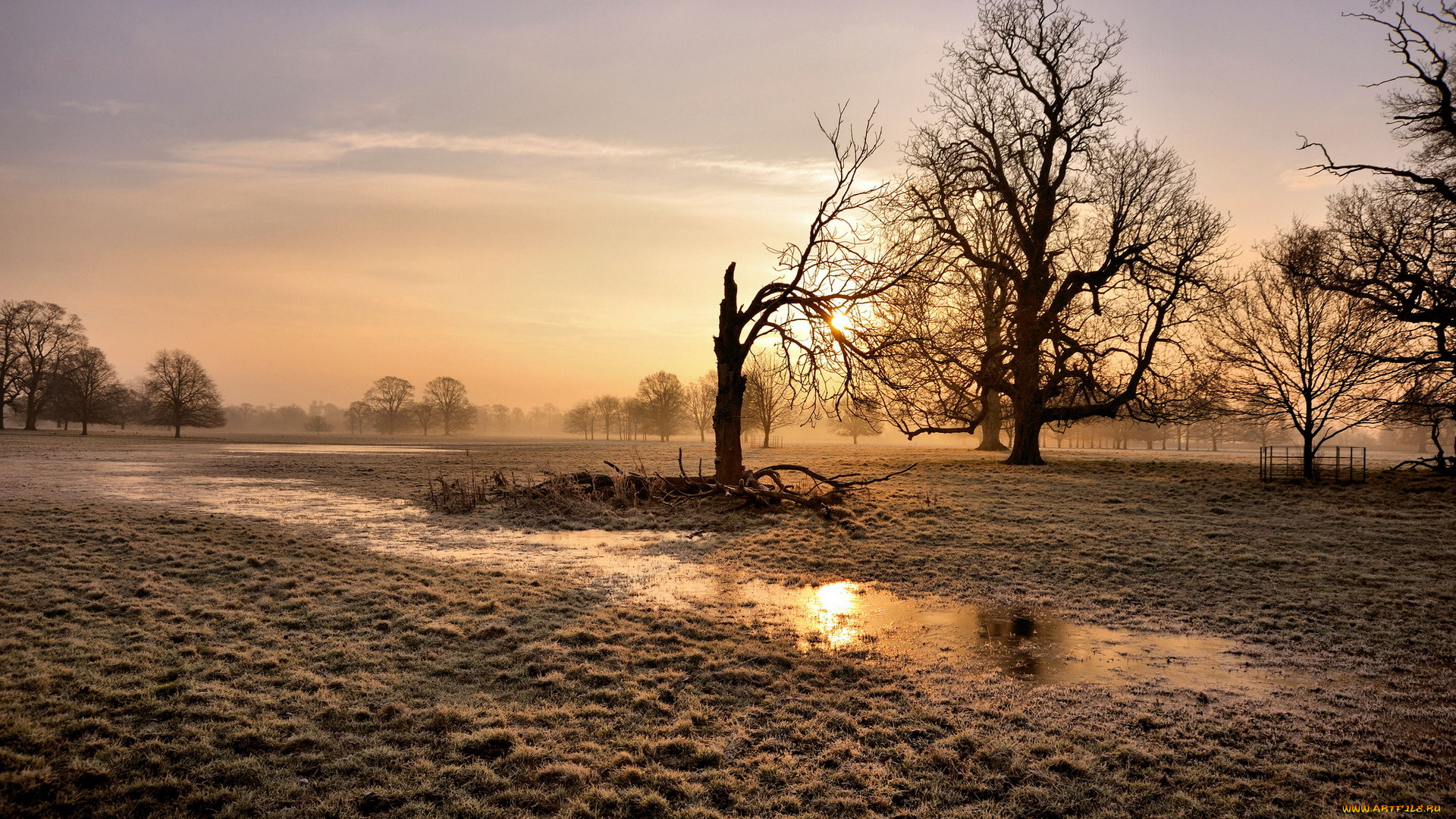 природа, деревья, тучи, свет, дерево, поле, трава, лужа