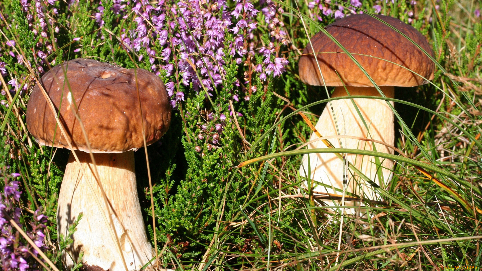 природа, грибы, боровики