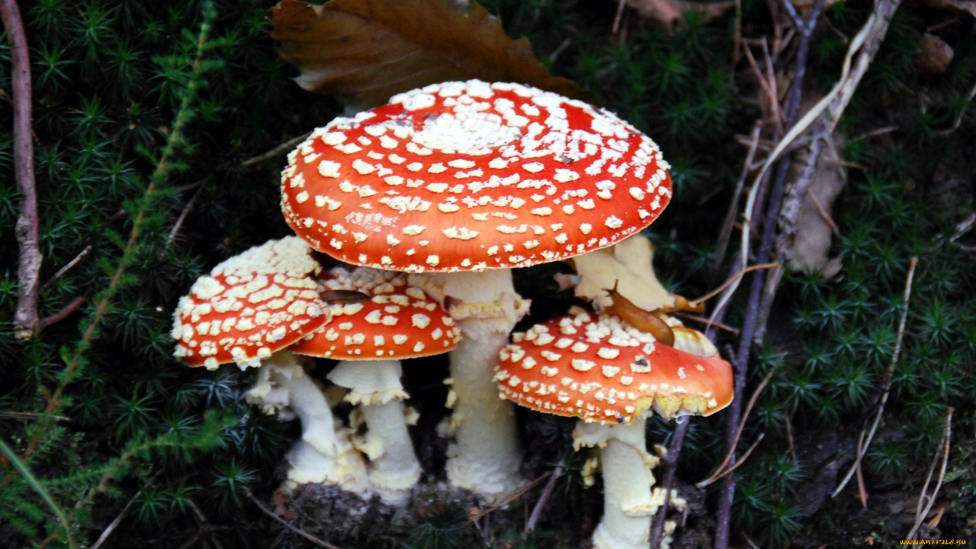 природа, грибы, мухомор, семейка