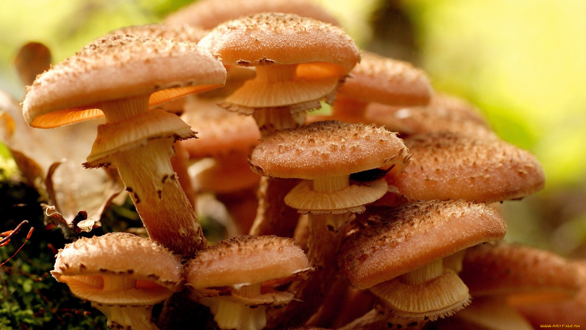 природа, грибы, опята