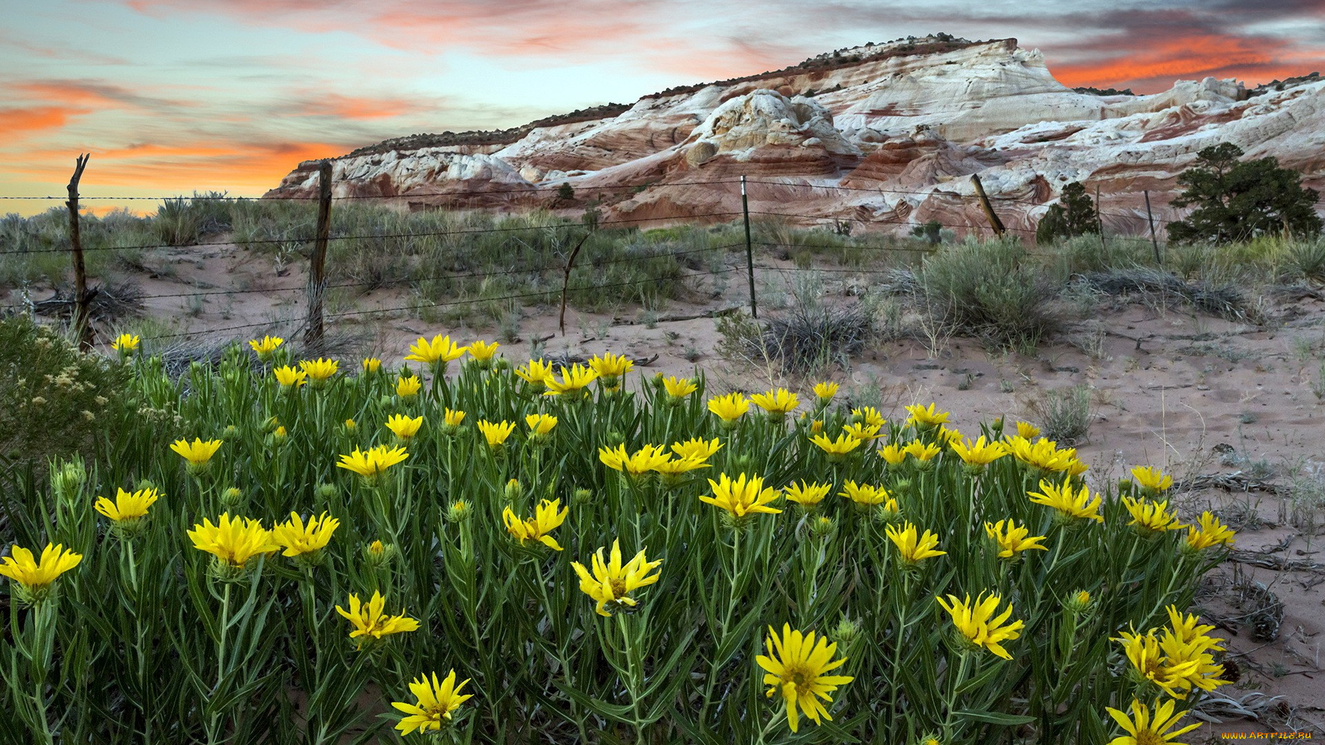 природа, луга, камни, цветы, холм, изгородь