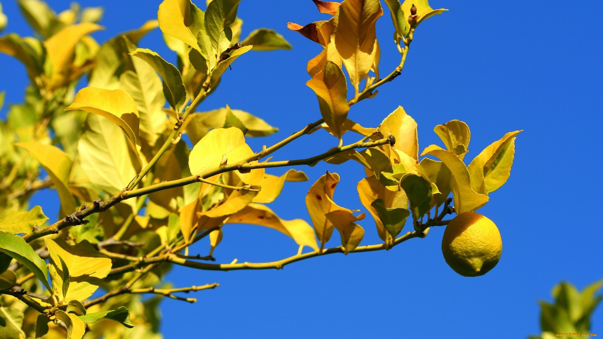 природа, плоды, лимон