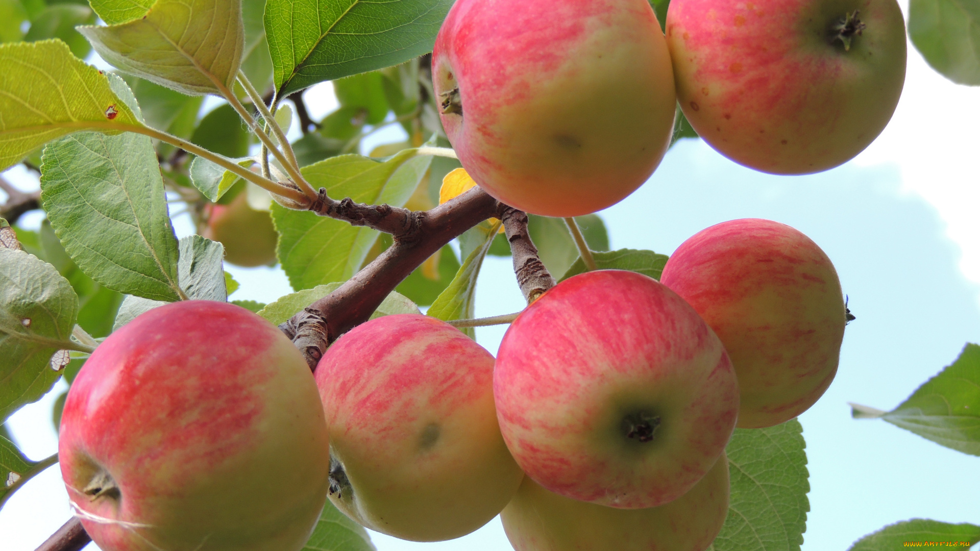 природа, плоды, яблоки, ветка