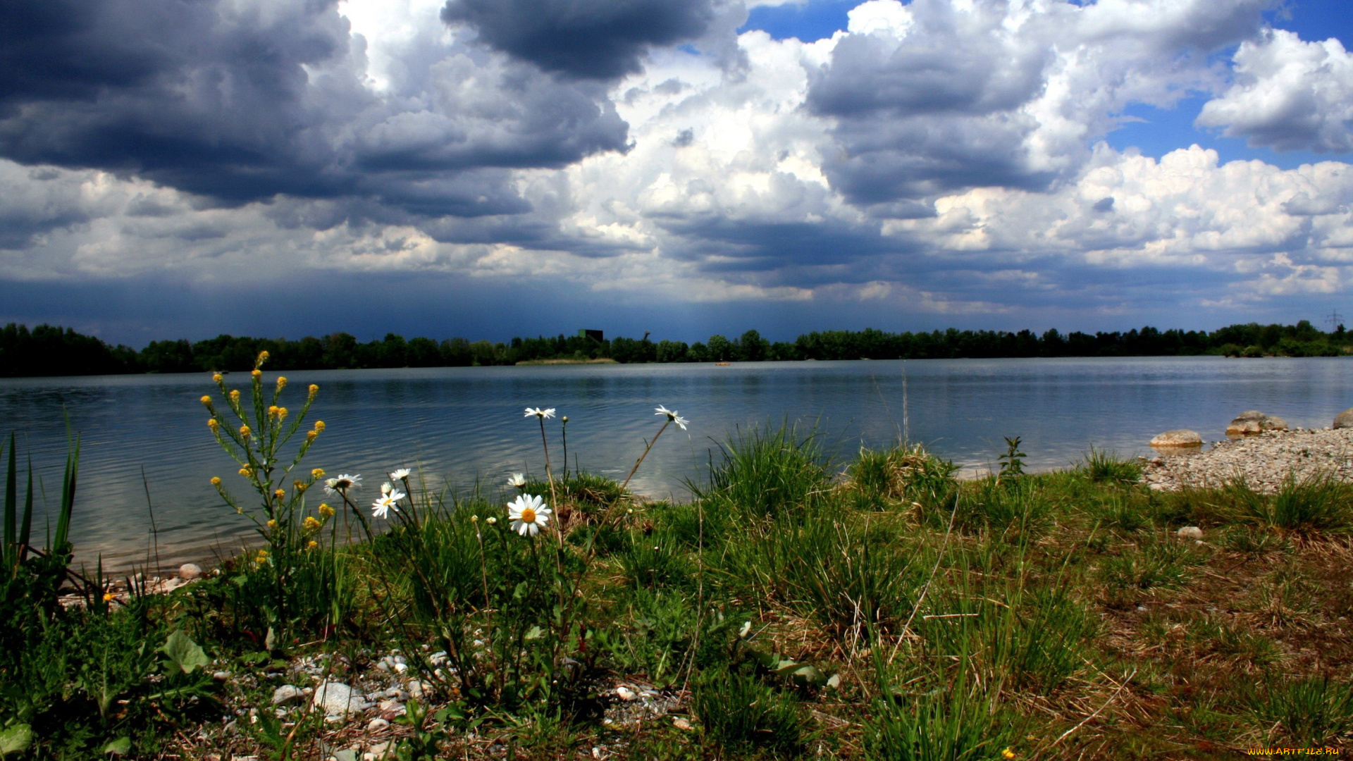 природа, реки, озера, ромашки, облака, река