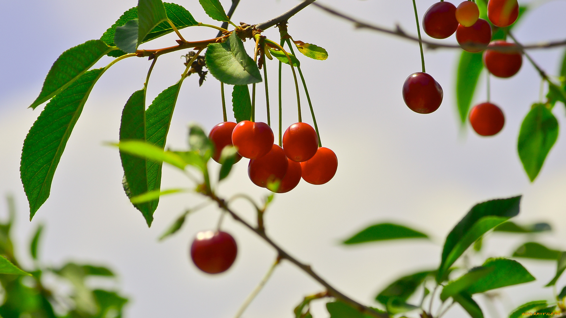 природа, Ягоды, черешня