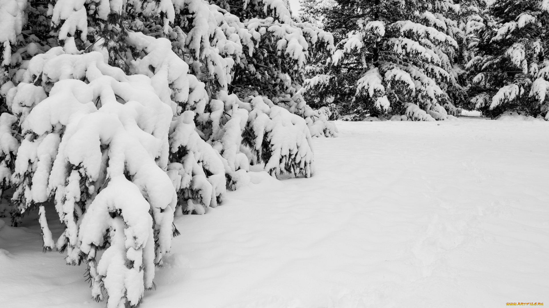 природа, зима, деревья, ели, снег